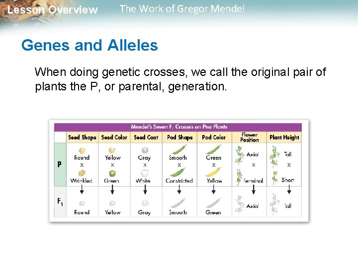 Lesson Overview The Work of Gregor Mendel Genes and Alleles When doing genetic crosses,