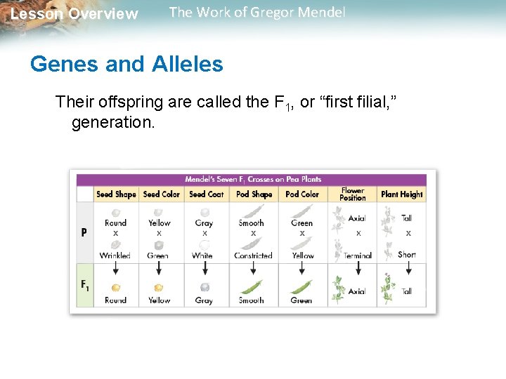 Lesson Overview The Work of Gregor Mendel Genes and Alleles Their offspring are called