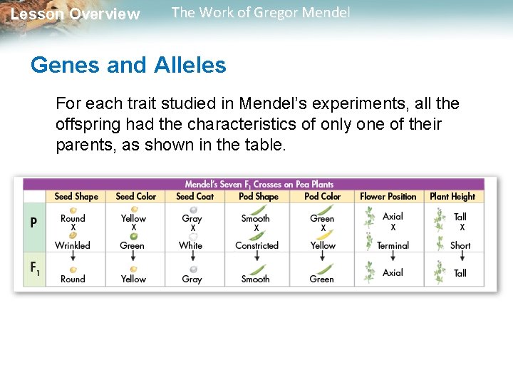 Lesson Overview The Work of Gregor Mendel Genes and Alleles For each trait studied