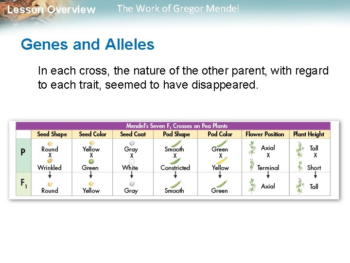 Lesson Overview The Work of Gregor Mendel Genes and Alleles In each cross, the