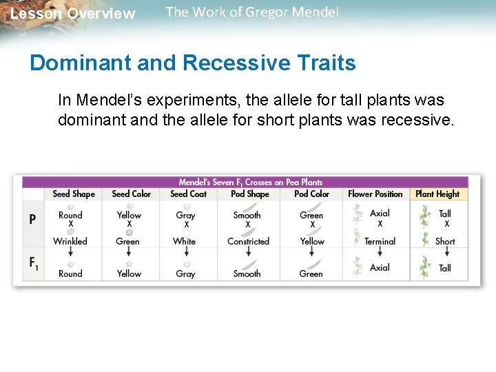 Lesson Overview The Work of Gregor Mendel Dominant and Recessive Traits In Mendel’s experiments,