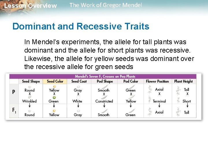 Lesson Overview The Work of Gregor Mendel Dominant and Recessive Traits In Mendel’s experiments,