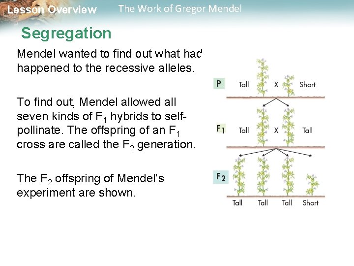Lesson Overview The Work of Gregor Mendel Segregation Mendel wanted to find out what