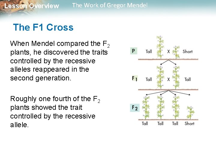 Lesson Overview The Work of Gregor Mendel The F 1 Cross When Mendel compared