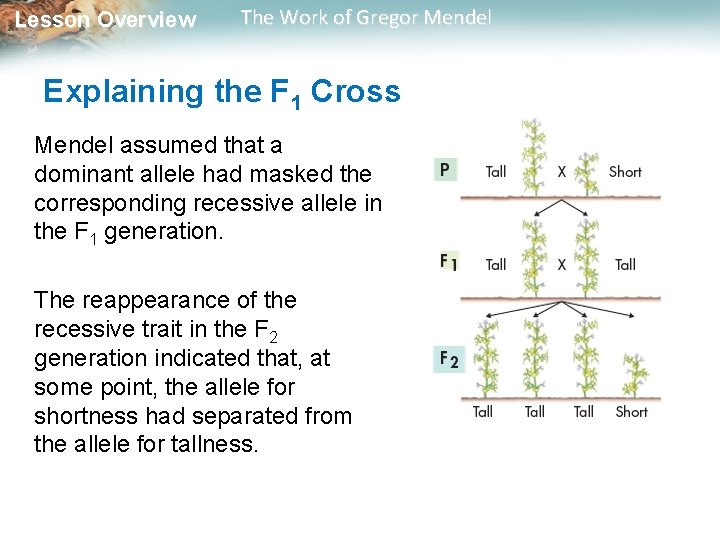 Lesson Overview The Work of Gregor Mendel Explaining the F 1 Cross Mendel assumed