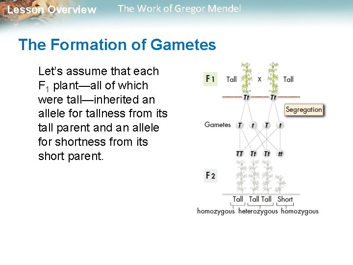 Lesson Overview The Work of Gregor Mendel The Formation of Gametes Let’s assume that