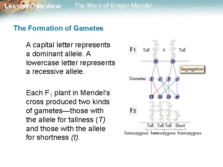 Lesson Overview The Work of Gregor Mendel The Formation of Gametes A capital letter