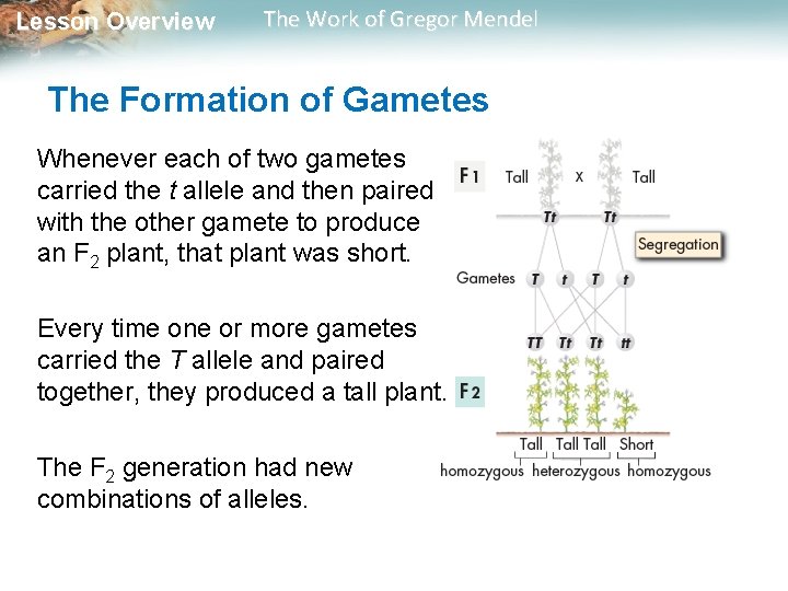 Lesson Overview The Work of Gregor Mendel The Formation of Gametes Whenever each of