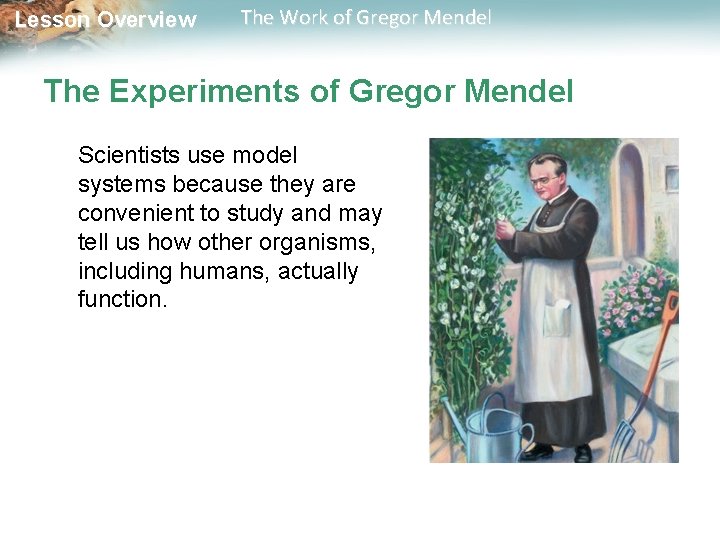 Lesson Overview The Work of Gregor Mendel The Experiments of Gregor Mendel Scientists use