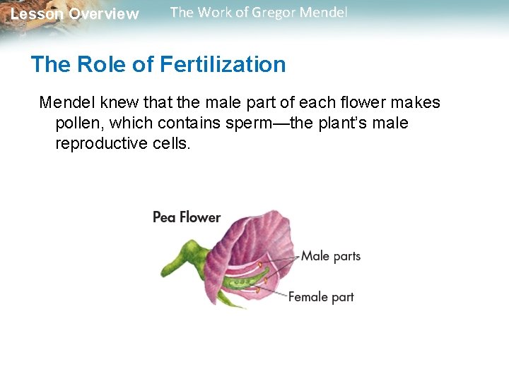 Lesson Overview The Work of Gregor Mendel The Role of Fertilization Mendel knew that