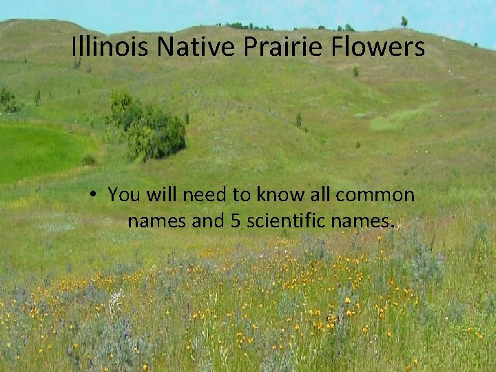 Illinois Native Prairie Flowers • You will need to know all common names and