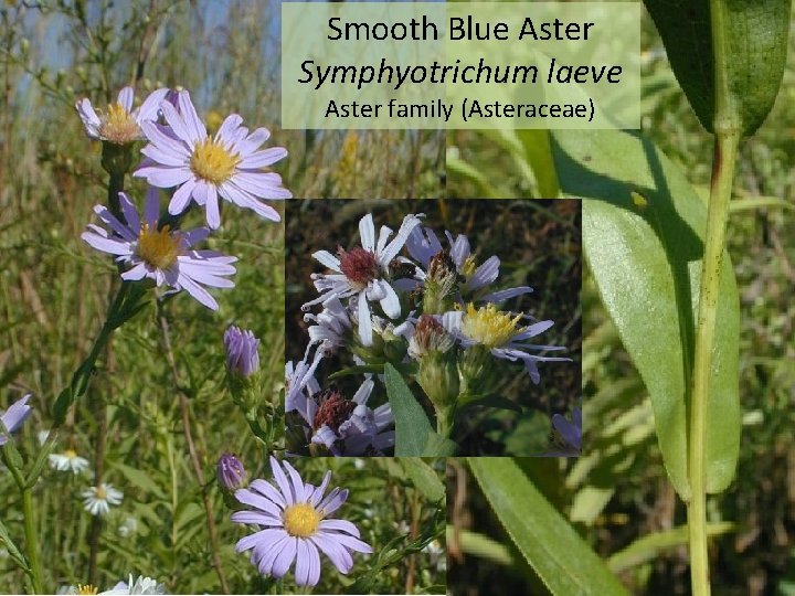 Smooth Blue Aster Symphyotrichum laeve Aster family (Asteraceae) 