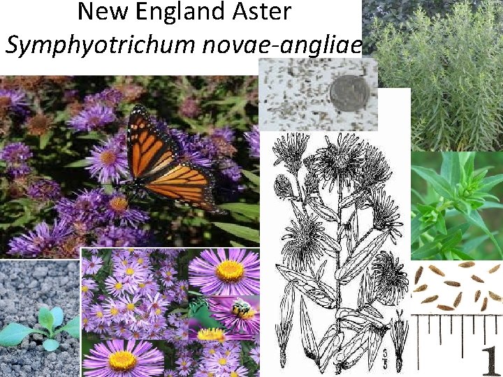 New England Aster Symphyotrichum novae-angliae 
