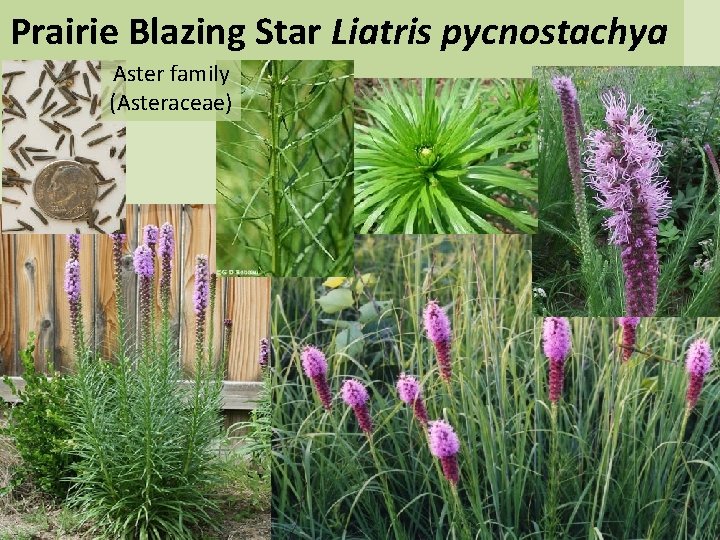 Prairie Blazing Star Liatris pycnostachya Aster family (Asteraceae) 