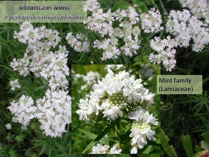Mountain Mint Pycnanthemum pilosum Mint family (Lamiaceae) 