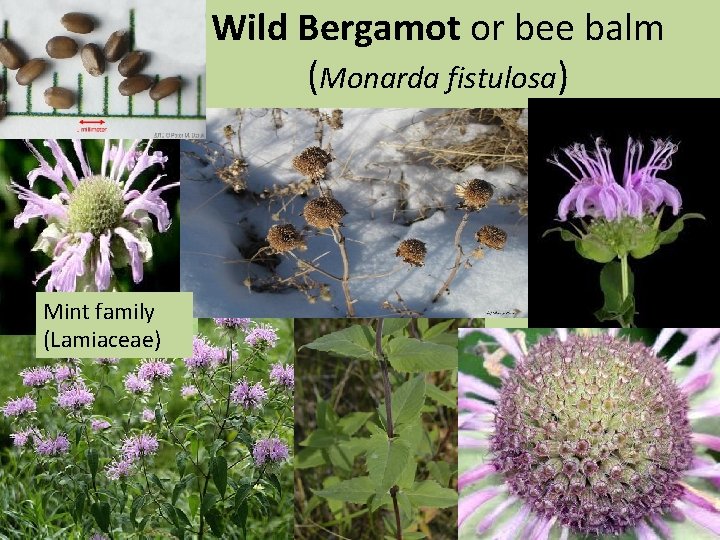 Wild Bergamot or bee balm (Monarda fistulosa) Mint family (Lamiaceae) 