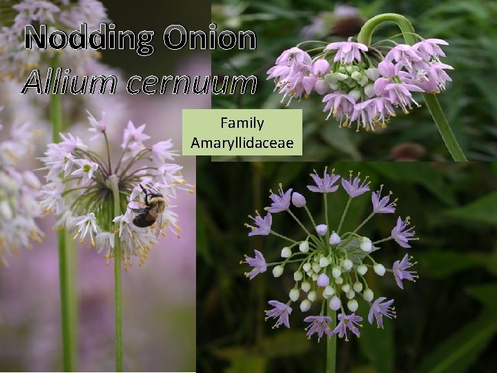 Nodding Onion Allium cernuum Family Amaryllidaceae 