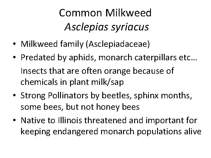 Common Milkweed Asclepias syriacus • Milkweed family (Asclepiadaceae) • Predated by aphids, monarch caterpillars