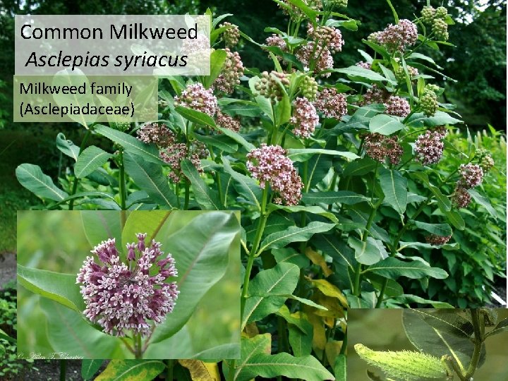 Common Milkweed Asclepias syriacus Milkweed family (Asclepiadaceae) 