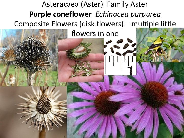 Asteracaea (Aster) Family Aster Purple coneflower Echinacea purpurea Composite Flowers (disk flowers) – multiple