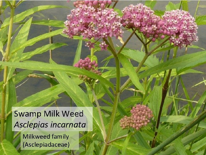 Swamp Milk Weed Asclepias incarnata Milkweed family (Asclepiadaceae) 