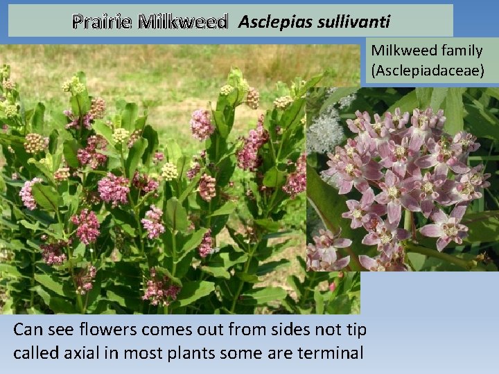 Prairie Milkweed Asclepias sullivanti Milkweed family (Asclepiadaceae) Can see flowers comes out from sides
