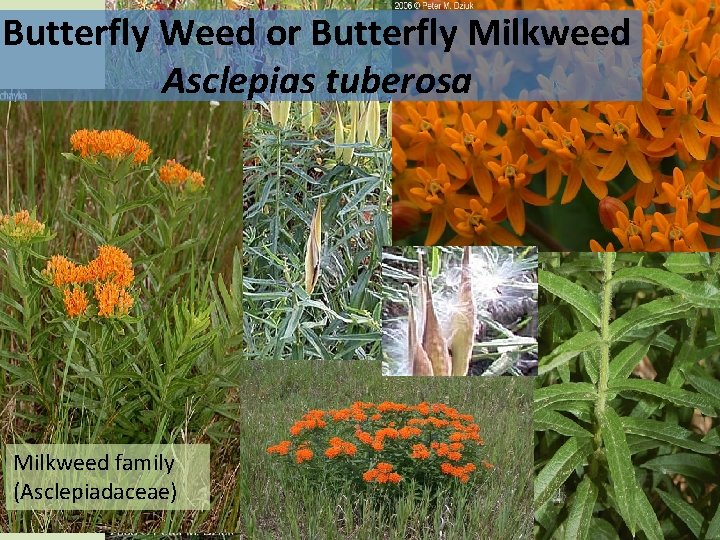Butterfly Weed or Butterfly Milkweed Asclepias tuberosa Milkweed family (Asclepiadaceae) 