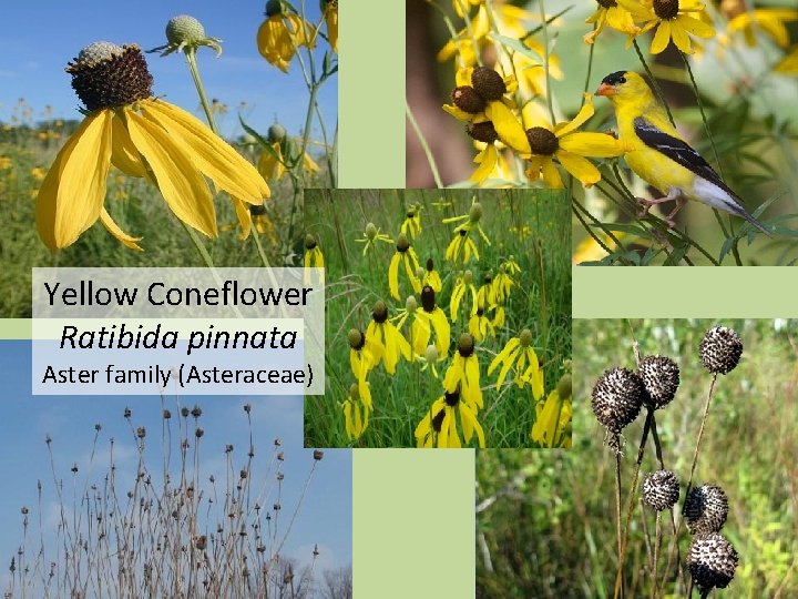 Yellow Coneflower Ratibida pinnata Aster family (Asteraceae) 