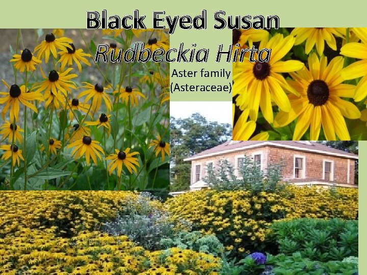 Black Eyed Susan Rudbeckia Hirta Aster family (Asteraceae) 