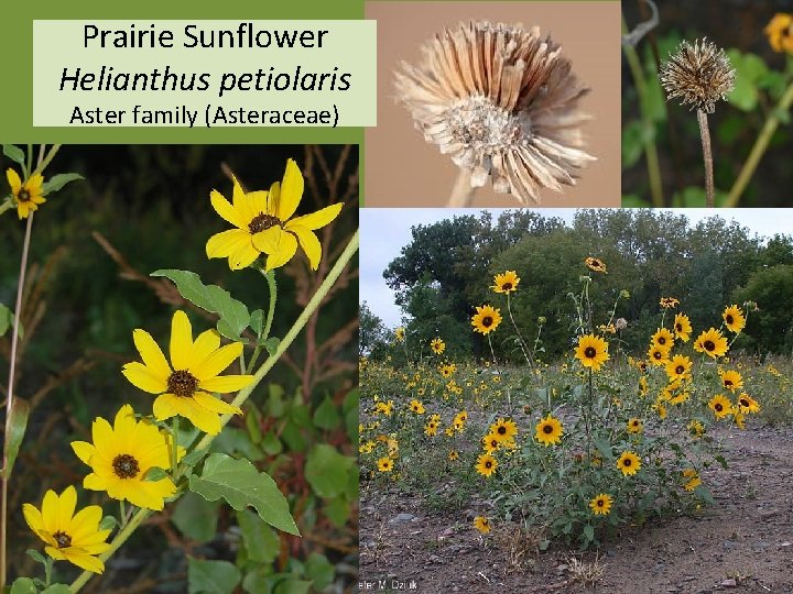 Prairie Sunflower Helianthus petiolaris Aster family (Asteraceae) 