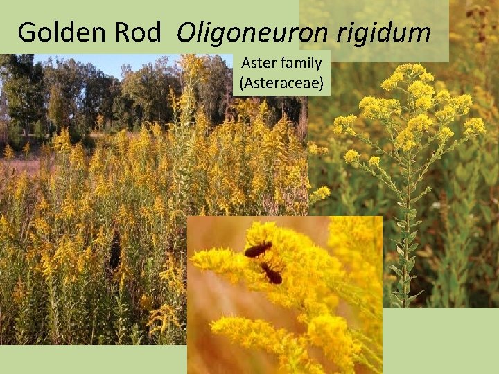 Golden Rod Oligoneuron rigidum Aster family (Asteraceae) 