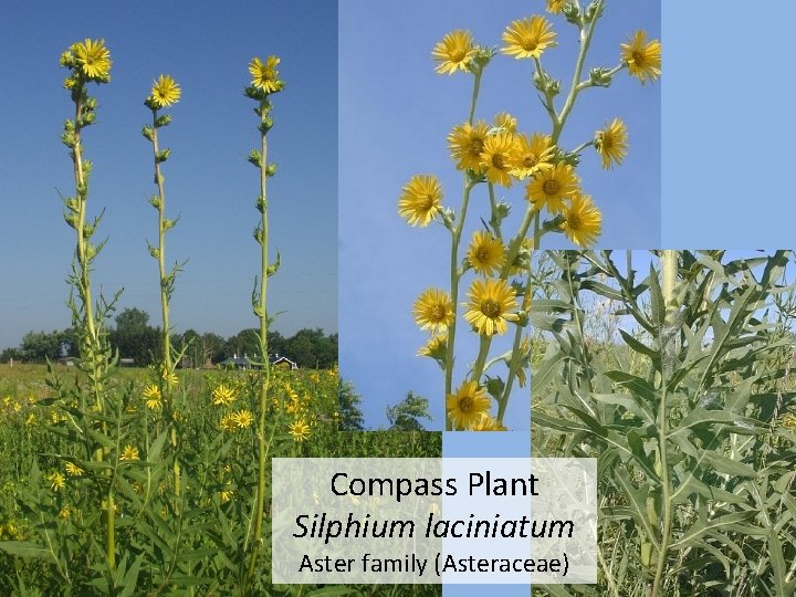 Compass Plant Silphium laciniatum Aster family (Asteraceae) 