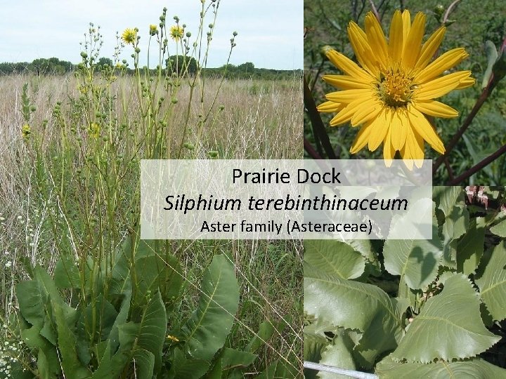 Prairie Dock Silphium terebinthinaceum Aster family (Asteraceae) 