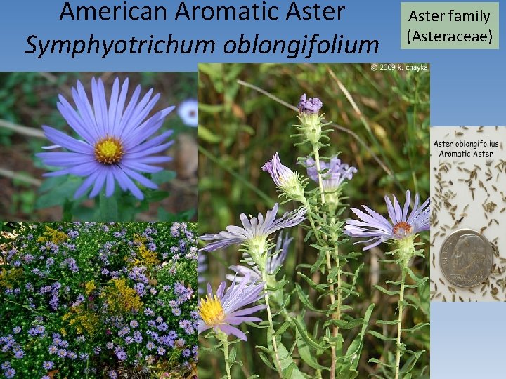 American Aromatic Aster Symphyotrichum oblongifolium Aster family (Asteraceae) 