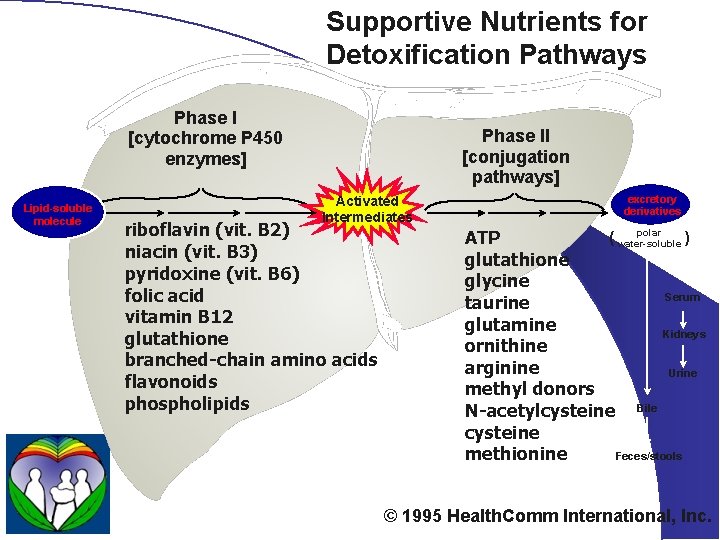 Supportive Nutrients for Detoxification Pathways Phase I [cytochrome P 450 enzymes] Lipid-soluble molecule Phase