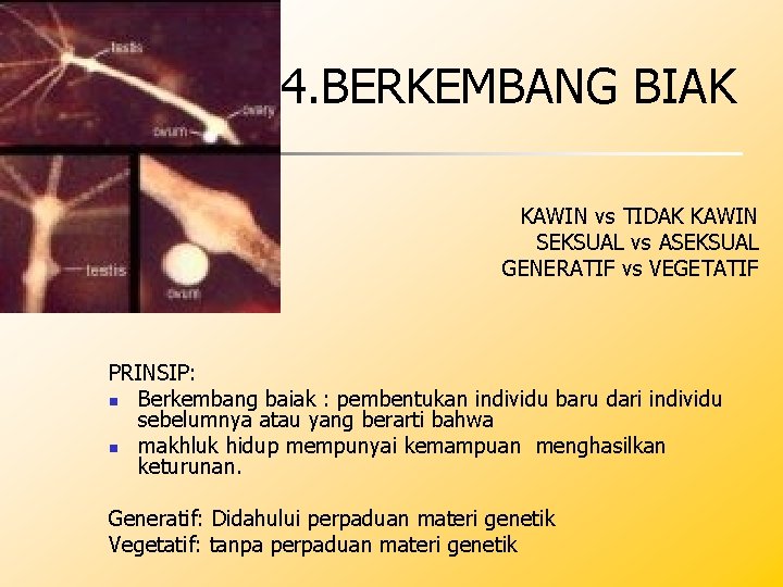 4. BERKEMBANG BIAK KAWIN vs TIDAK KAWIN SEKSUAL vs ASEKSUAL GENERATIF vs VEGETATIF PRINSIP: