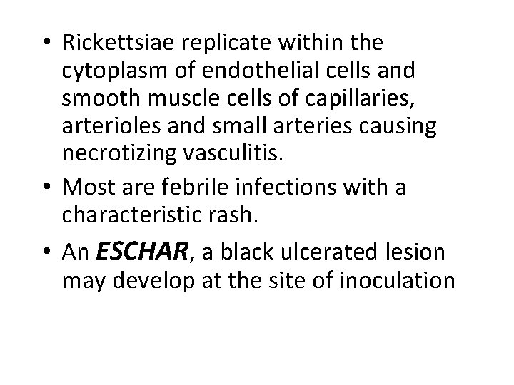  • Rickettsiae replicate within the cytoplasm of endothelial cells and smooth muscle cells