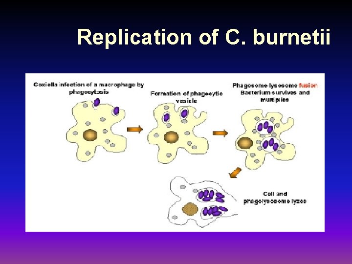 Replication of C. burnetii 
