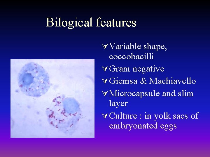 Bilogical features Ú Variable shape, coccobacilli Ú Gram negative Ú Giemsa & Machiavello Ú