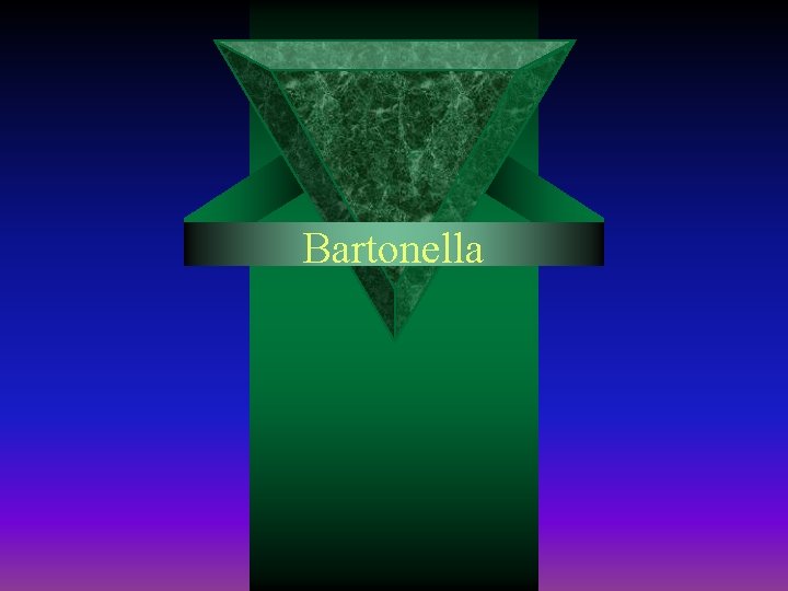 Bartonella 