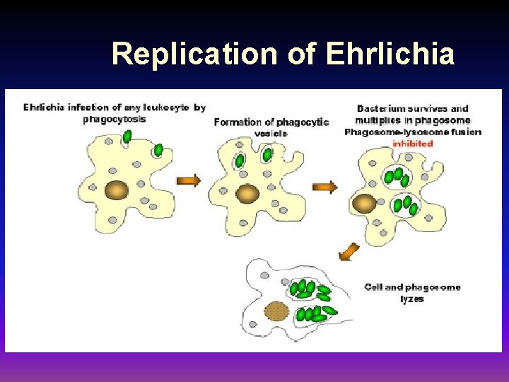 Replication of Ehrlichia 
