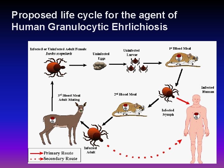 Proposed life cycle for the agent of Human Granulocytic Ehrlichiosis 