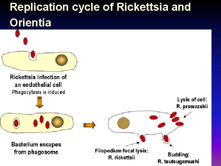Replication cycle of Rickettsia and Orientia 