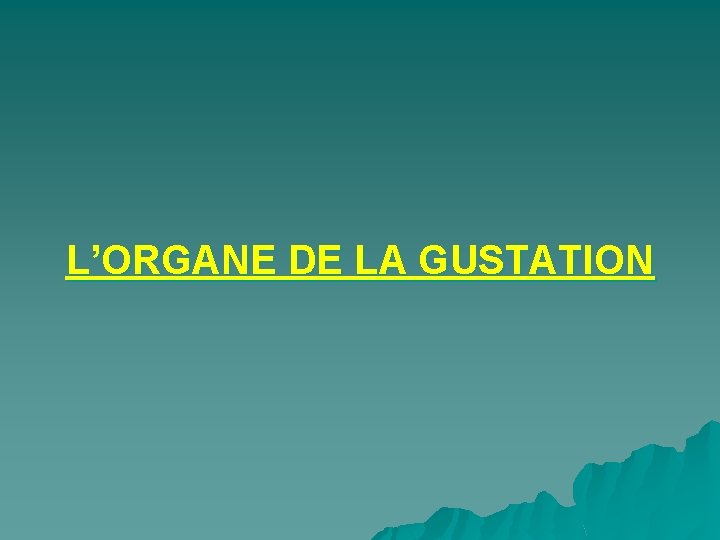 L’ORGANE DE LA GUSTATION 