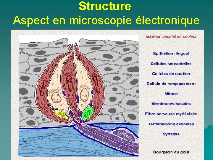 Structure Aspect en microscopie électronique 