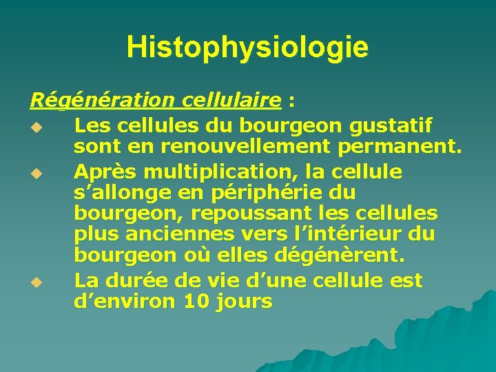 Histophysiologie Régénération cellulaire : u Les cellules du bourgeon gustatif sont en renouvellement permanent.