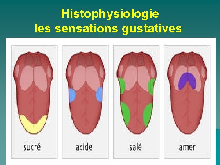 Histophysiologie les sensations gustatives 