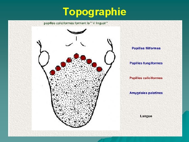 Topographie 