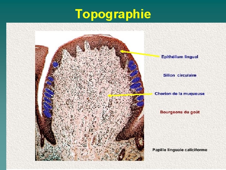 Topographie 