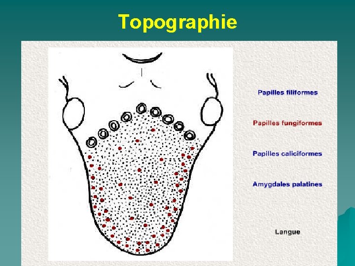 Topographie 